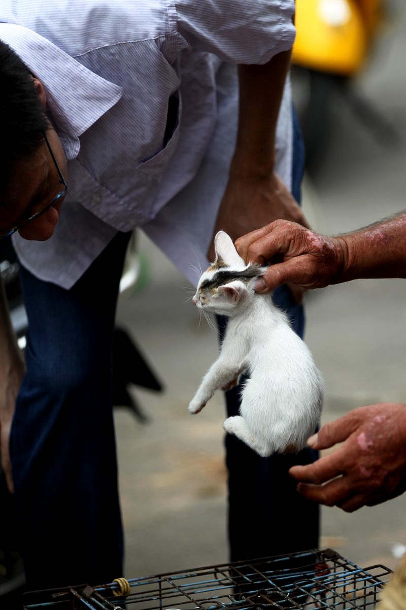 Un gato ofrecido en el Festival de Yulin. AP
